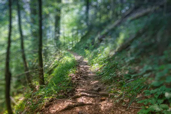 Ormanda koni yayılmış yürüyüş yolu sığ alan derinliği ile