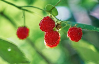 Kırmızı böğürtlen yabani ahududu yakın plan bir çalıda. Yaz ormanında lezzetli ve sağlıklı yabanmersinleri
