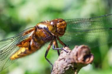 Sarı yusufçuk yakından. Vahşi doğada yırtıcı bir böcek.
