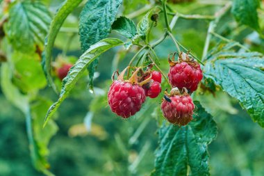 Olgun, kırmızı orman ahududu yakından.