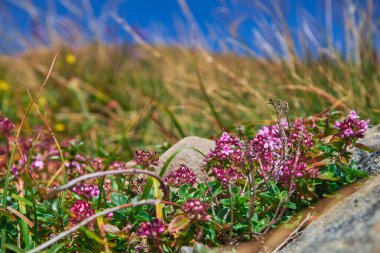 Thymus serpilllum, Breckland kekik, Breckland yabani kekik, sürünen kekik, ya da elf çiçekleri yaz çayırında kapanıyor.