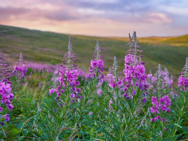 Canlı pembe kır çiçekleri tarlası Chamaenerion angustifolium (ateş yosunu, Rosebay willowhere) renkli bir akşam gökyüzünün altında çiçek açarak, huzurlu ve resimsel bir manzarada doğanın güzelliğini sergiliyor..