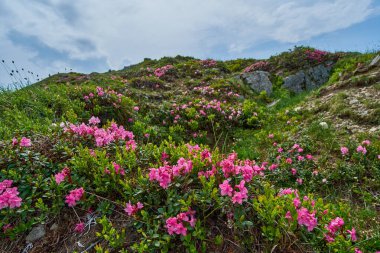 Kısmen bulutlu bir gökyüzünün altında canlı pembe Karpatlar 'a ait kır çiçekleriyle kaplı kayalık bir yamaç.