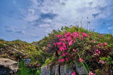 Kısmen bulutlu bir gökyüzünün altında canlı pembe Karpatlar 'a ait kır çiçekleriyle kaplı kayalık bir yamaç.