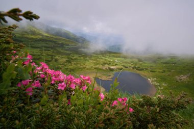 Büyüleyici sisli bir gölle arka planda çiçek açan Karpat rhododendronlarının yakın çekimi.