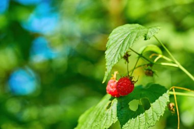 Kırmızı böğürtlen yabani ahududu yakın plan bir çalıda. Yaz ormanında lezzetli ve sağlıklı yabanmersinleri