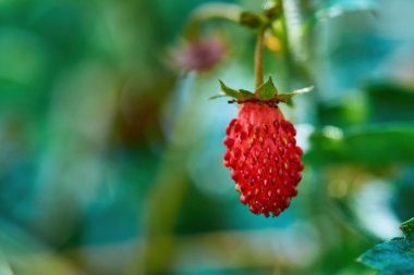 Bitkisinden sarkan canlı kırmızı bir çileğin yakın plan görüntüsü, bulanık yeşil bir arka plan, güzel bir bokeh etkisi yaratıyor..