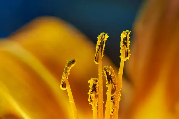 stock image Close-up of yellow flower of Hemerocallis fulva. Stamens covered in pollen, with vibrant petals in the background, highlighting the intricate details of the flower's reproductive parts