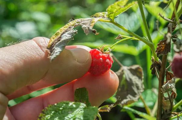 Bir adamın eli olgun, kırmızı bir ahududu koparır. Ormanda yabani böğürtlen topluyorum