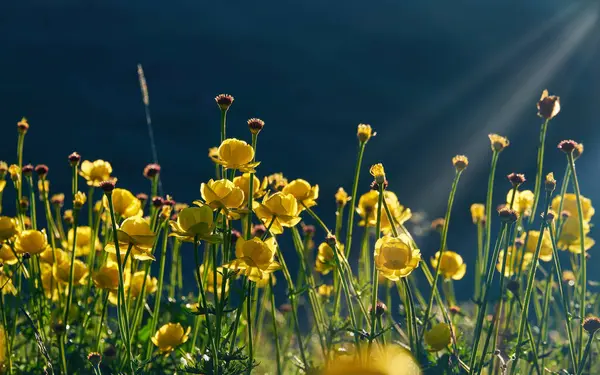 Stock image Lovely Trollius Europaeus, wild yellow flowers in a mountain meadow on a sunny, summer morning