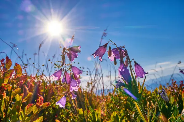 Campanula 'nın mor çiçekleri bulutsuz, mavi gökyüzünde parlayan bir güneşe karşı.