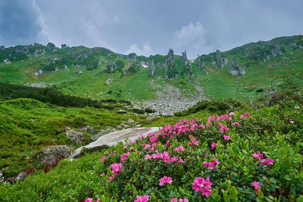 Karpatlar 'daki Shpyci Dağı' nın arka planında, şafak vakti, yağmurlu ve dramatik bir gökyüzünün altında açan pembe rododendronlar.