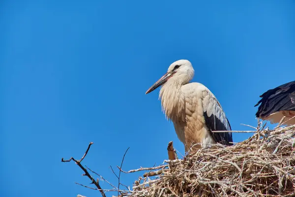 Açık mavi gökyüzüne karşı yuvasına tünemiş bir leylek doğal ortamında vahşi yaşamın zarafetini ve sükunetini sergiliyor. Doğa, vahşi yaşam ve kuşları izlemek için mükemmel bir tema..