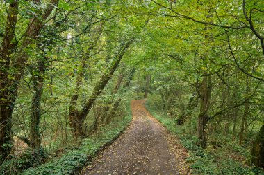 Parktaki ara sokakta, sonbaharın başında, ilk sarı yapraklar yola düşer.