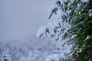 Kışa karşı karlı, kasvetli bir gökyüzüne karşı kalın bir çam ağacı. Kış arkaplanı, doğa sahnesi