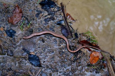 Ölü bir Yavaş solucan (Anguis fragilis, sağır engerek, kör solucan veya fındık kurdu) bir kış deresinin kıyısında
