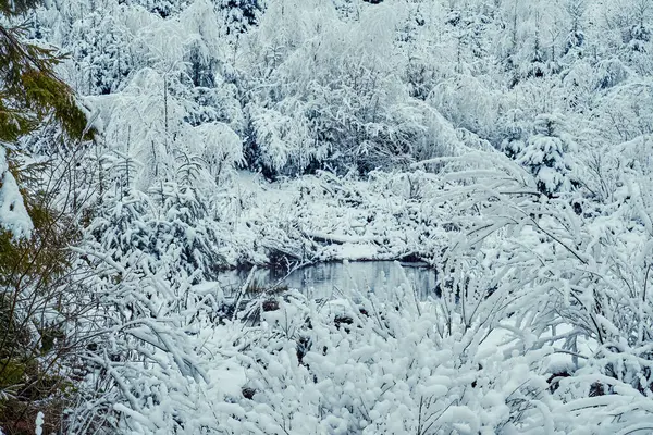 Kış, karla kaplı orman ormanlık bir dere kenarında. Peri masalı orman manzarası, tamamen beyaz karla kaplı.