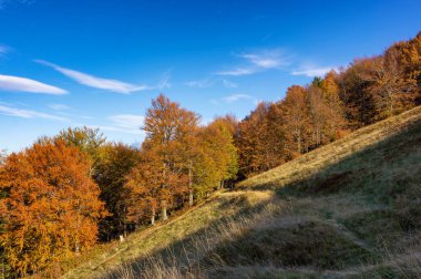 Güneşli bir sonbahar yamacında dolambaçlı bir yol, açık mavi gökyüzünün altında renkli ağaçlarla çevrili, doğanın güzelliğini huzurlu ve manzaralı bir manzara sunuyor..
