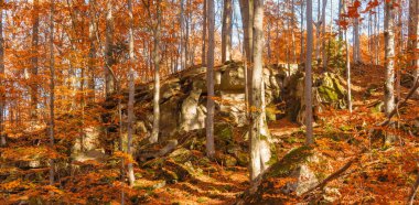 A forest scene in autumn with vibrant orange leaves covering the ground and rocky outcrops. Tall, slender trees rise through the warm foliage, creating a peaceful and picturesque environment. clipart