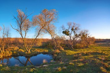 Berrak mavi bir gökyüzünün altındaki sakin bir gölette yansıyan ağaçların olduğu huzurlu bir sonbahar sahnesi. Yumuşak altın ışık, yeşilliklerin ve çevreleyen çimenliğin ılık tonlarını vurgular.