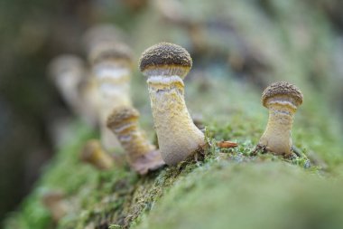 Yenilebilir Armillaria mellea, yaygın olarak bal mantarı olarak bilinir, yakın plan yeşil yosun. Sonbahar mantarları makro fotoğraf