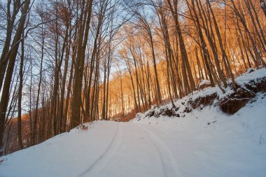 Güneşli bir kış gününde yapraksız ağaçların arasından süzülen karlı bir orman yolu. Karların üzerine düşen gölgeler ve dallara yapışan sonbahar yaprakları.