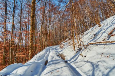 Güneşli bir kış gününde yapraksız ağaçların arasından süzülen karlı bir orman yolu. Karların üzerine düşen gölgeler ve dallara yapışan sonbahar yaprakları.