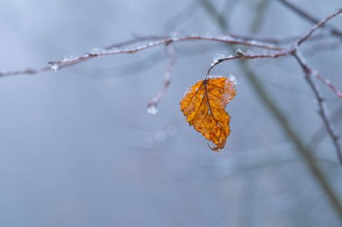 Kuru, parlak, kayın yaprağı donmuş buz kristallerinde, sisli, kış ormanında.