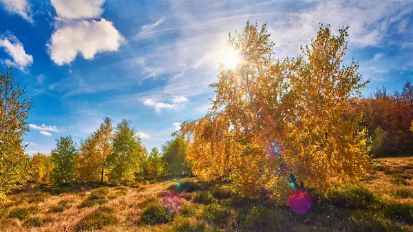Renkli ağaçları delip geçen altın sonbahar manzarası yumuşak bulutlarla dolu canlı mavi bir gökyüzü, sıcak ve huzurlu bir atmosfer yaratıyor..