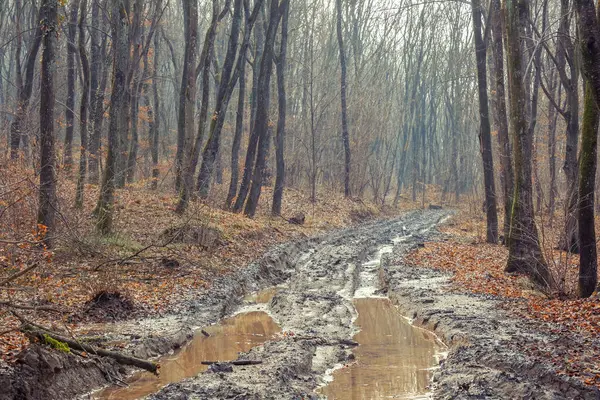 Sonbaharda sisli bir ormanda kocaman su birikintileri olan ıssız bir toprak yol..