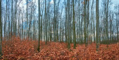 Yoğun çalılıkları olan bir sonbahar kayın ormanının manzarası. Orman sonbahar arka planı, ağaçların doğal dokusu