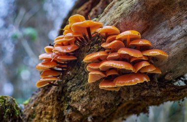 Grup Mantarları Flammulina Velutipes eski ölü ağaca yakın çekim. Kış ballı tarımsal, yenilebilir ve sağlıklı mantarlar doğal ortamda