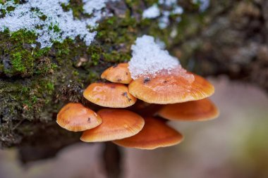 Edible Enokitake mushroom after snowfall. Flammulina velutipes in natural environment clipart