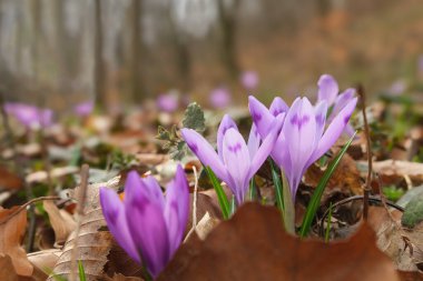 Güzel pembe çiçek (Safran, Geanthus) yakın plan. Bahar ormanındaki ilk yabani çiçekler.