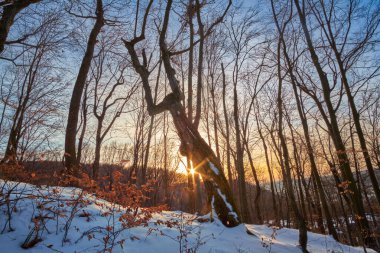 Kışın gün batımı, dağ ormanı. Ön plandaki tuhaf eğimli bir ağaç akşam manzarasına dram katıyor.
