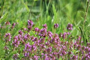 Çiçekli kokulu Thymus Serpilllum, Breckland vahşi kekik, sürünen kekik, ya da elf kekik yakın çekim