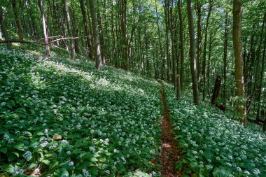 Bahar ormanında çiçek açan Allium ursinum (yabani sarımsak, Ramson, inek pırasası, inek pırasası, inek pırasası, toka, geniş yapraklı sarımsak, ağaç sarımsağı, ayı pırasası) arasında dar bir yol vardır. Güzel beyaz çiçekli bir halı.