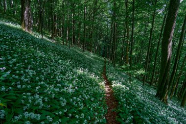 Bahar ormanında çiçek açan Allium ursinum (yabani sarımsak, Ramson, inek pırasası, inek pırasası, inek pırasası, toka, geniş yapraklı sarımsak, ağaç sarımsağı, ayı pırasası) arasında dar bir yol vardır. Güzel beyaz çiçekli bir halı.