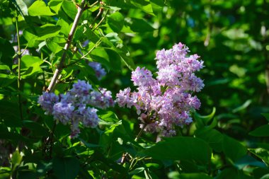 Pembe, parlak yeşilliğin ortasında çiçek açan leylaklar. Süslü çalıların hoş kokulu bahar çiçekleri.