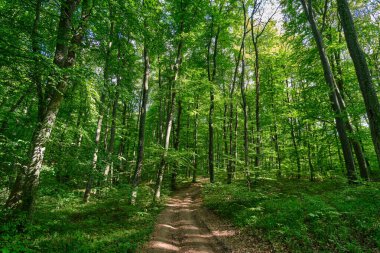 Huzurlu bir orman yolu bereketli, güneşli bir ormanlık alandan esiyor. Uzun yeşil ağaçlar ve benekli güneş ışığı gölgelerin arasından geçiyor. Doğanın gölgesinde sakin bir yürüyüşe davet ediyor.