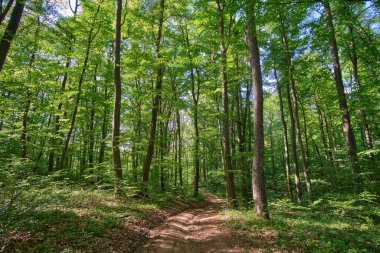 Huzurlu bir orman yolu bereketli, güneşli bir ormanlık alandan esiyor. Uzun yeşil ağaçlar ve benekli güneş ışığı gölgelerin arasından geçiyor. Doğanın gölgesinde sakin bir yürüyüşe davet ediyor.