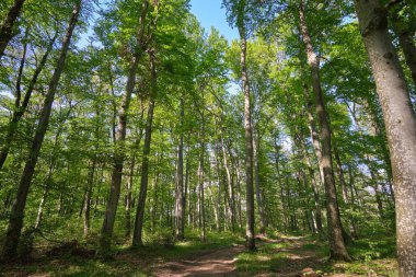 Huzurlu bir orman yolu bereketli, güneşli bir ormanlık alandan esiyor. Uzun yeşil ağaçlar ve benekli güneş ışığı gölgelerin arasından geçiyor. Doğanın gölgesinde sakin bir yürüyüşe davet ediyor.