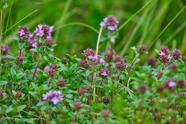 Çiçekli kokulu Thymus Serpilllum, Breckland vahşi kekik, sürünen kekik, ya da elf kekik yakın çekim