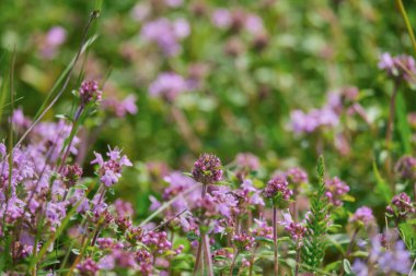 Çiçekli kokulu Thymus Serpilllum, Breckland vahşi kekik, sürünen kekik, ya da elf kekik yakın çekim