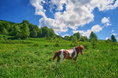 Karpat Dağları eteğindeki bir çayırda serbest at sürüyorum.