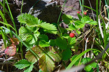 Yaz ormanında olgun, kırmızı çilekler