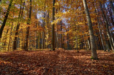 Sonbahar ormanında bir akşam. Toprak yol kurumuş, düşmüş, kayın yapraklarının altında saklı..