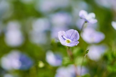 Veronica kır çiçeği, sığ tarla derinliği ile yakın plan..