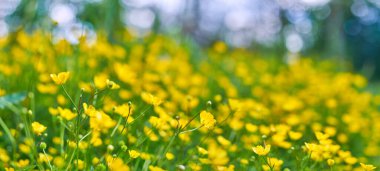 Sarı çiçekli düğün çiçekleri yakın plan. Yabani çiçeklerin makro manzarası