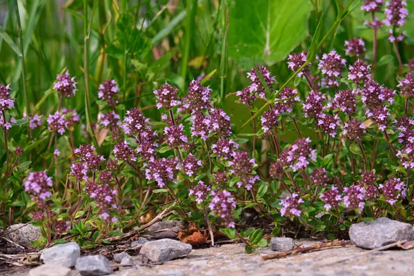 Çiçekli kokulu Thymus Serpilllum, Breckland vahşi kekik, sürünen kekik, ya da elf kekik yakın çekim